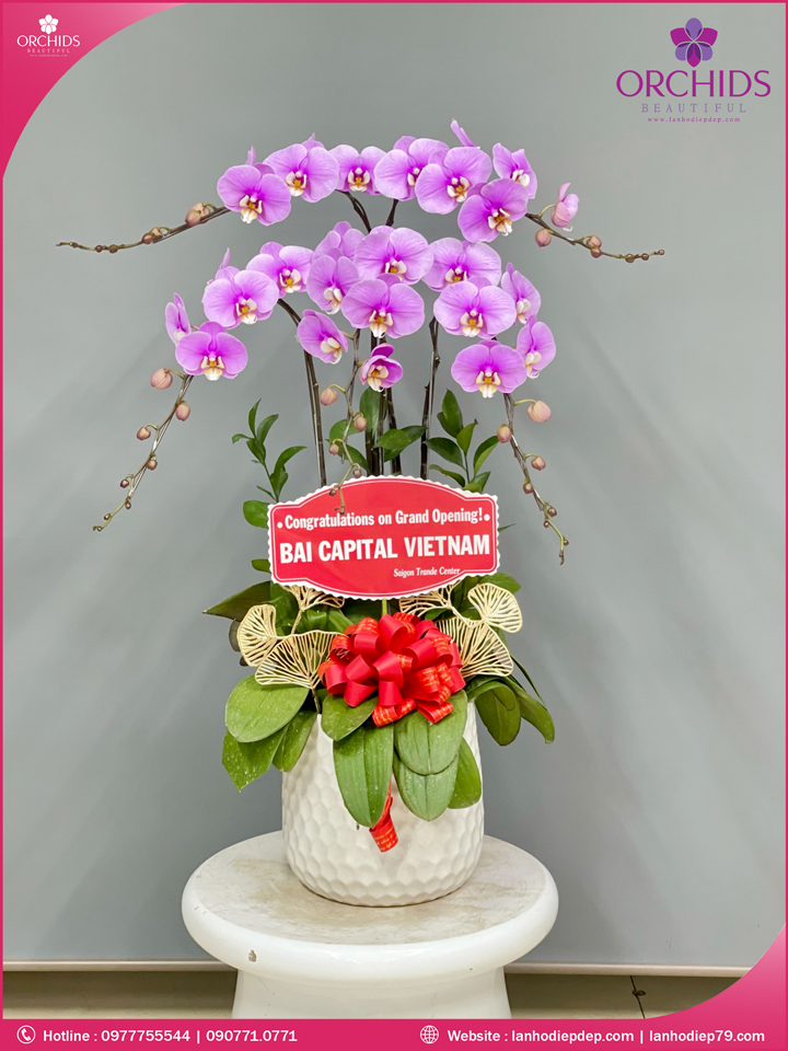 Chậu hoa lan hồ điệp hồng 5 cành