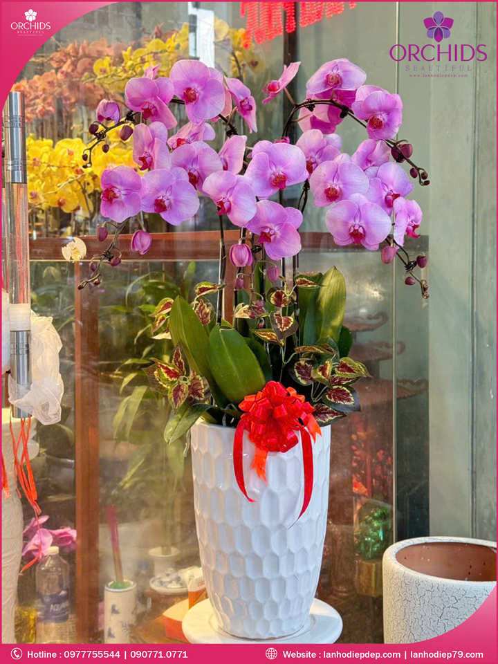 Chậu hoa lan hồ điệp hồng 5 cành