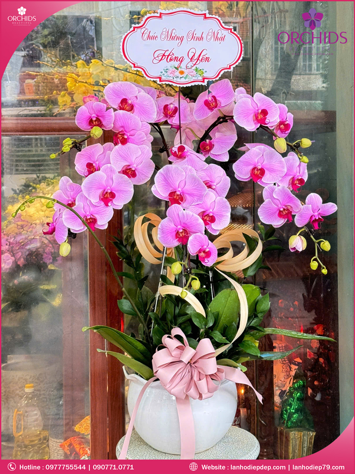 Chậu hoa lan hồ điệp hồng 5 cành
