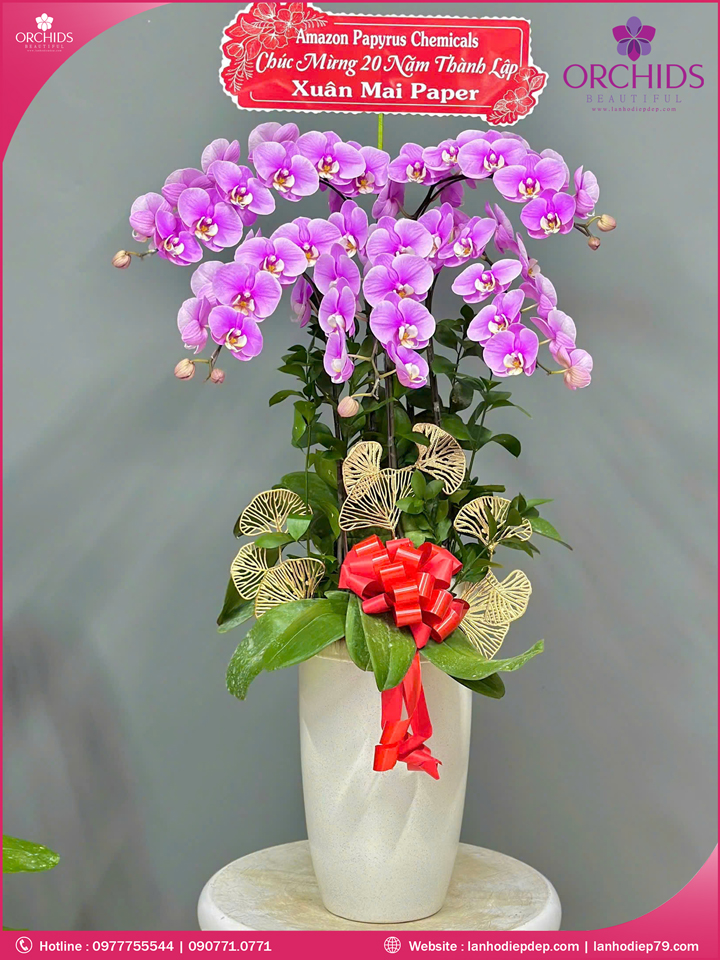 Chậu hoa lan hồ điệp hồng 5 cành