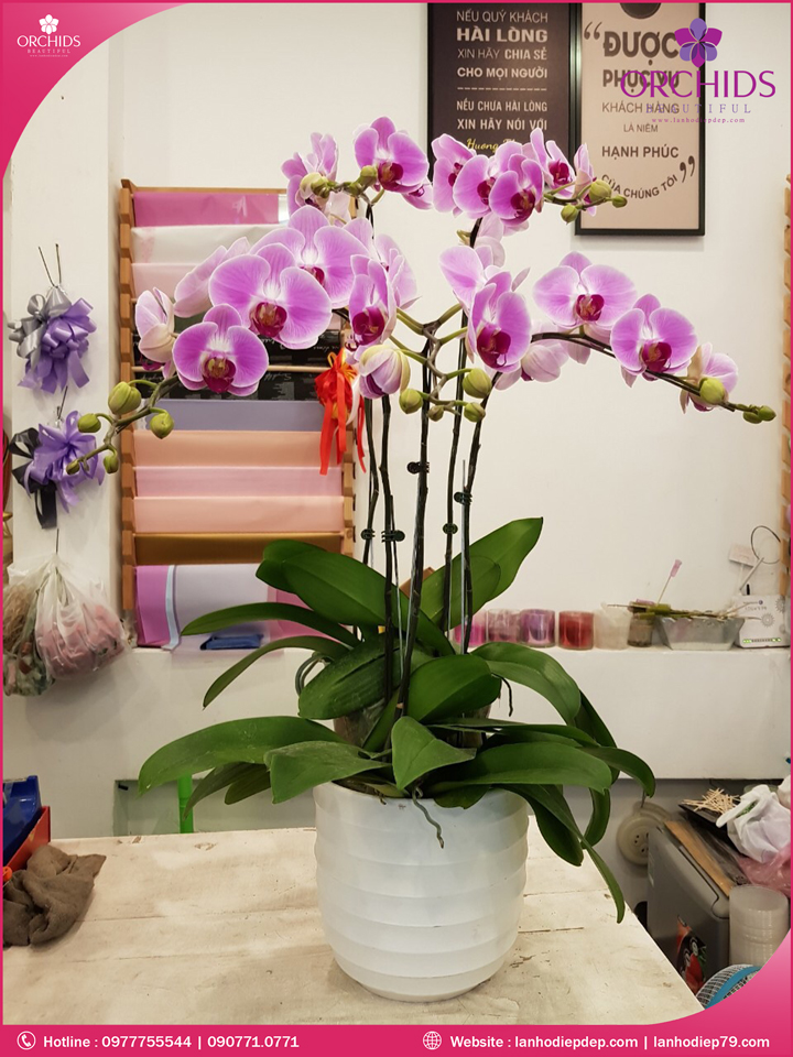 Chậu hoa lan hồ điệp hồng 5 cành