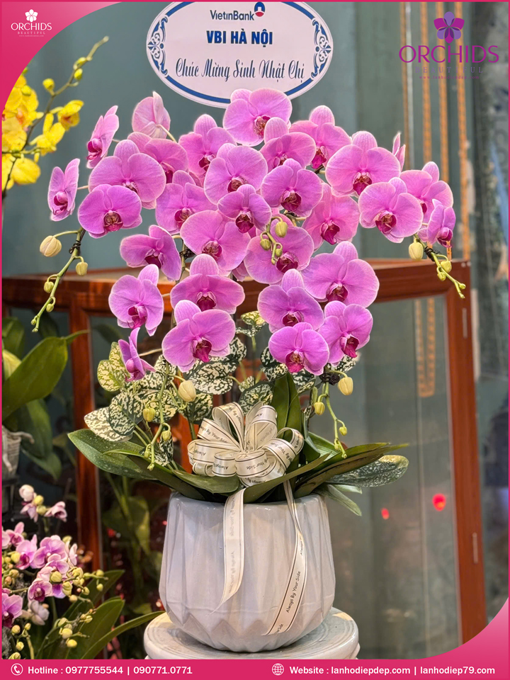 Chậu hoa lan hồ điệp hồng 5 cành