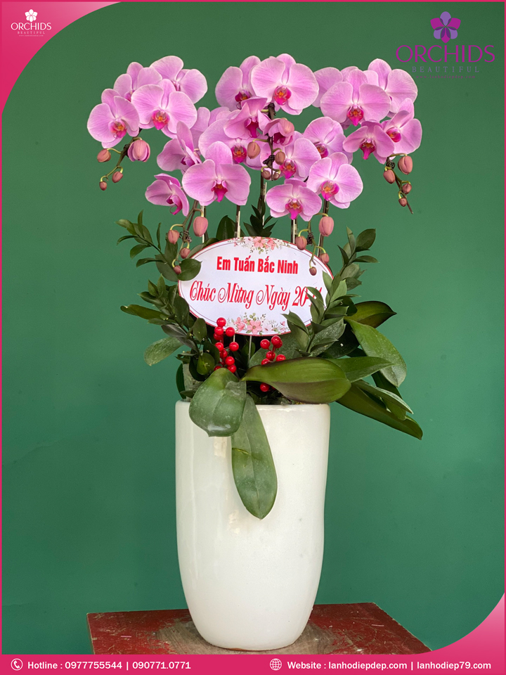 Chậu hoa lan hồ điệp hồng 5 cành