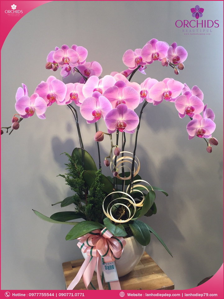 Chậu hoa lan hồ điệp hồng 5 cành