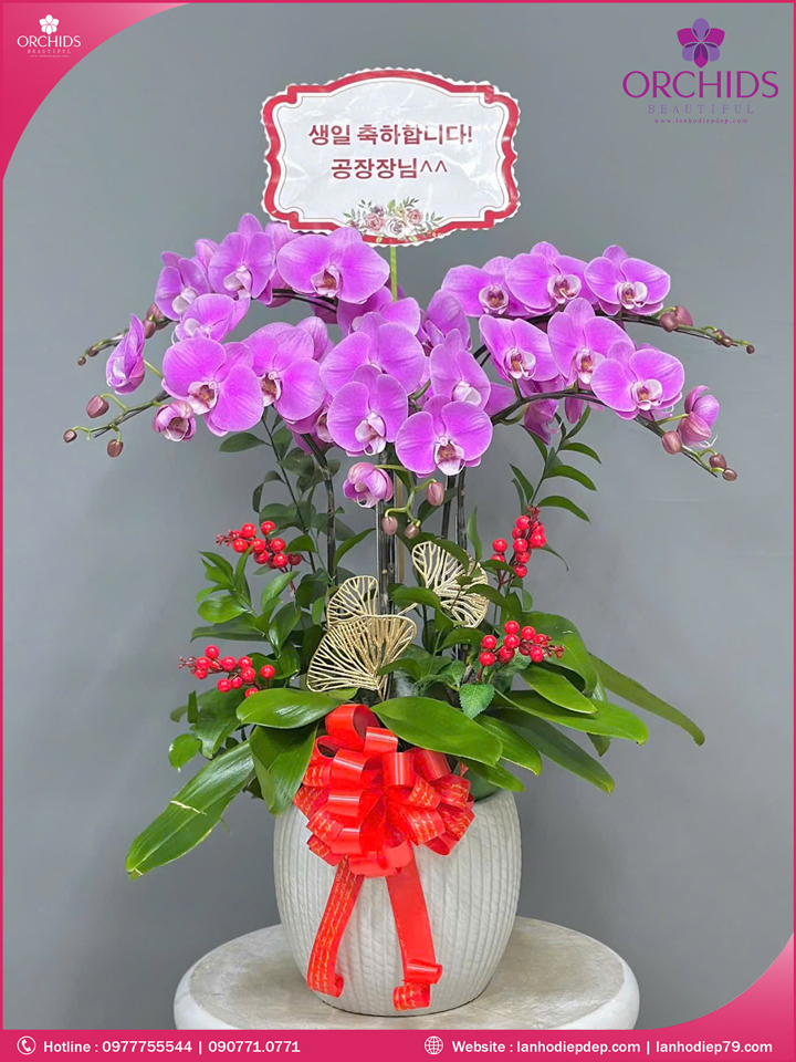 Chậu hoa lan hồ điệp hồng 5 cành