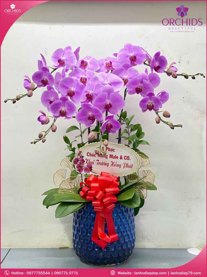 Chậu hoa lan hồ điệp hồng 5 cành