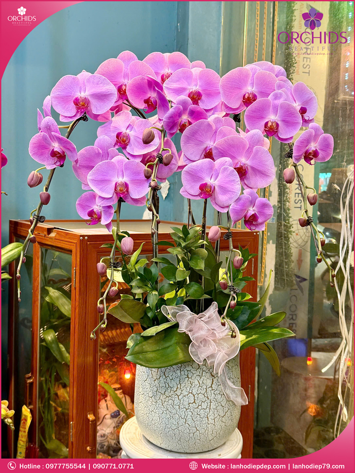 Chậu hoa lan hồ điệp hồng 5 cành