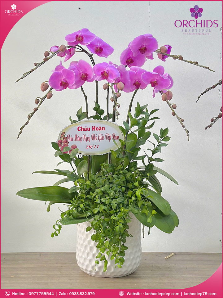 Chậu hoa lan hồ điệp hồng 5 cành H276