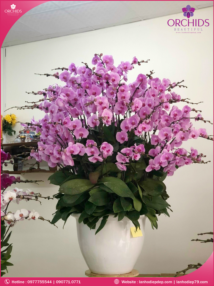 Chậu hoa lan hồ điệp hồng 50 cành