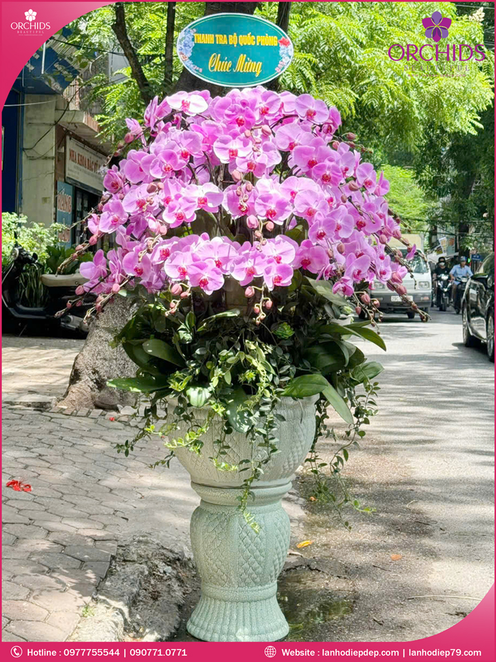 Chậu hoa lan hồ điệp hồng 59 cành