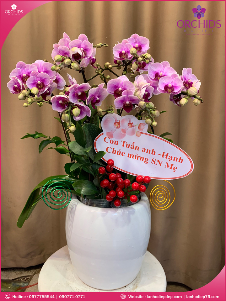 Chậu hoa lan hồ điệp hồng 6 cành