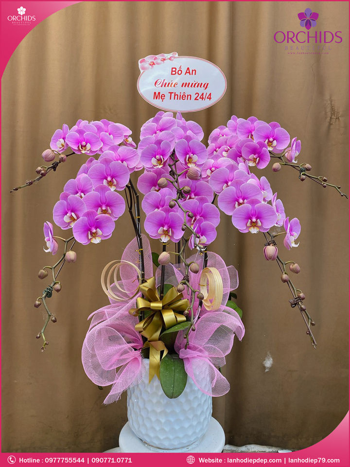 Chậu hoa lan hồ điệp hồng 5 cành