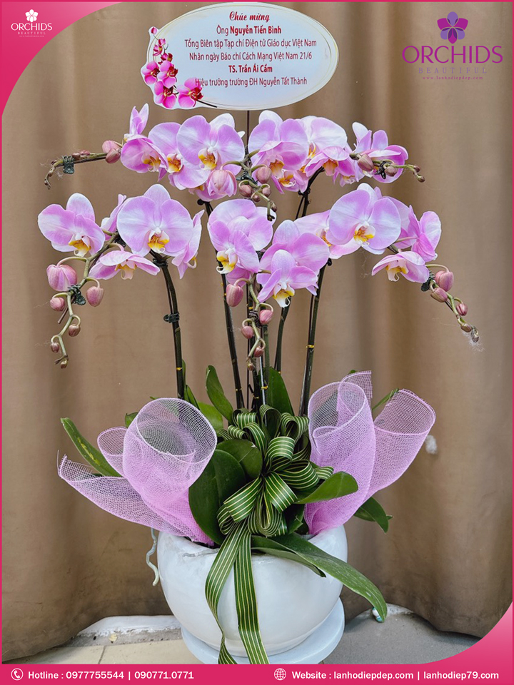 Chậu hoa lan hồ điệp hồng 6 cành