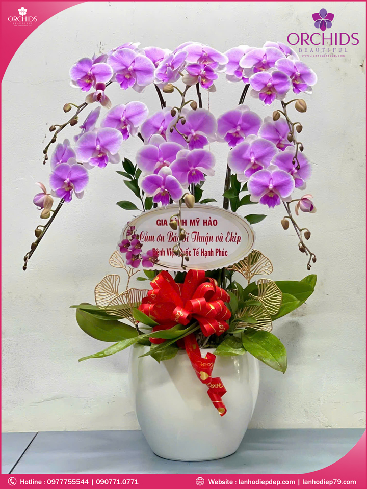 Chậu hoa lan hồ điệp hồng 6 cành