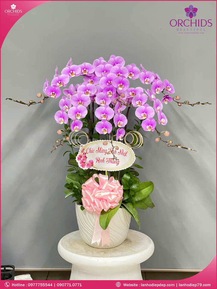 Chậu hoa lan hồ điệp hồng 6 cành