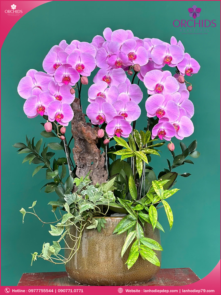 Chậu hoa lan hồ điệp hồng 6 cành