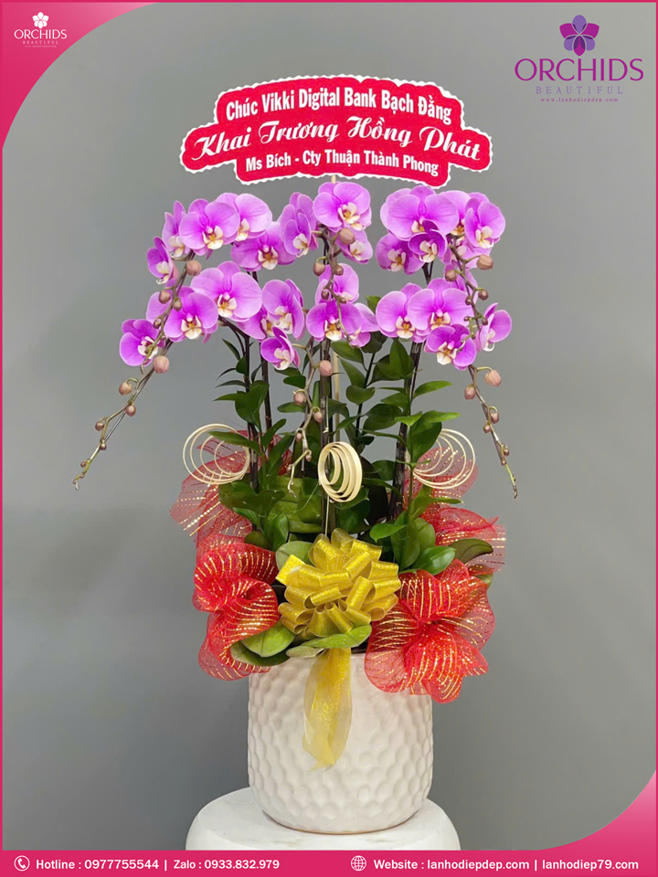 Chậu hoa lan hồ điệp hồng 6 cành