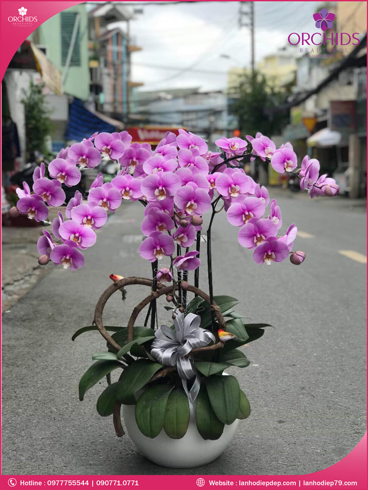 Chậu hoa lan hồ điệp hồng 6 cành