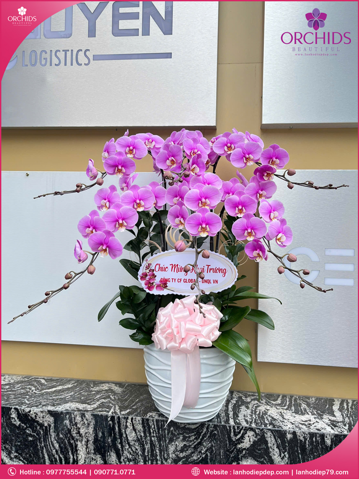 Chậu hoa lan hồ điệp hồng 6 cành