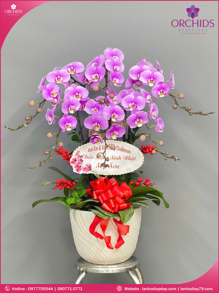 Chậu hoa lan hồ điệp hồng 6 cành