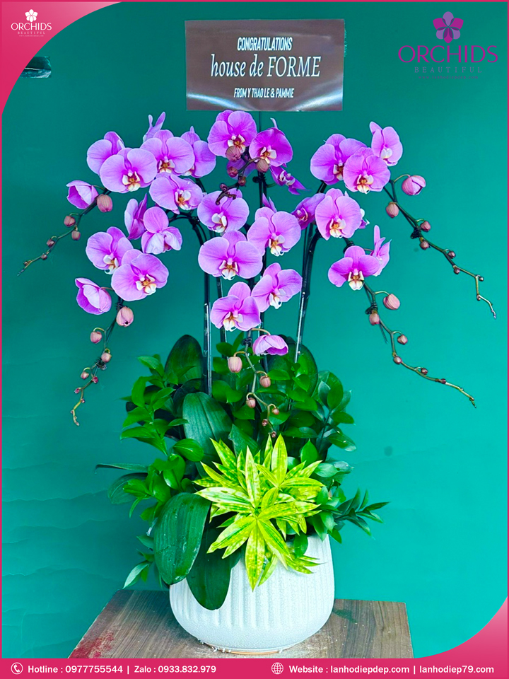 Chậu hoa lan hồ điệp hồng 6 cành H259