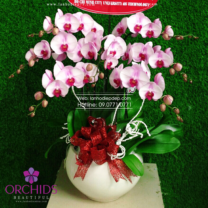 Chậu hoa lan hồ điệp hồng 7 cành