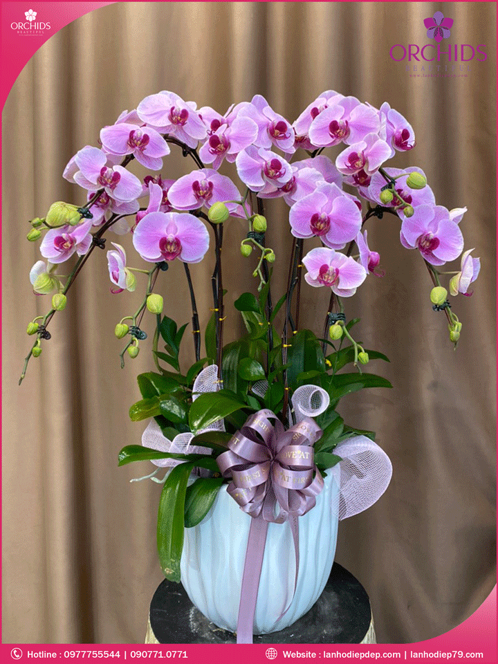 Chậu hoa lan hồ điệp hồng 7 cành