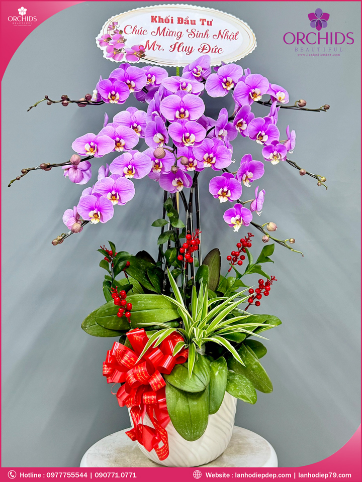 Chậu hoa lan hồ điệp hồng 7 cành