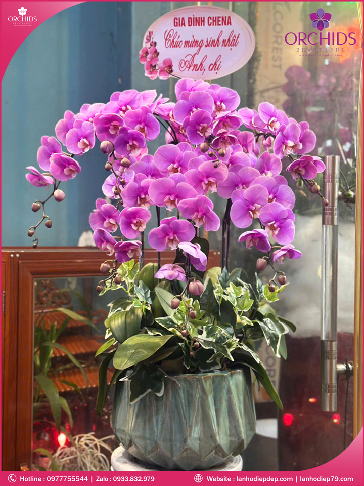 Chậu hoa lan hồ điệp hồng 7 cành H261