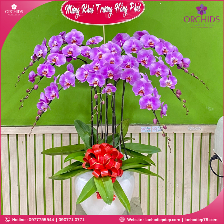 Chậu hoa lan hồ điệp hồng 7 cành