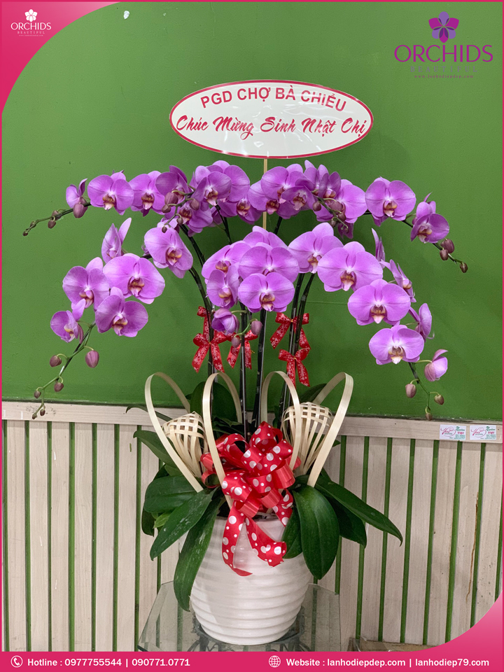 Chậu hoa lan hồ điệp hồng 7 cành