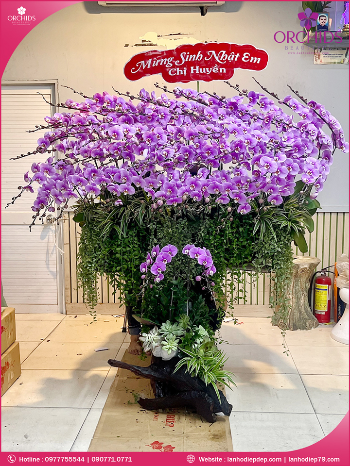 Chậu hoa lan hồ điệp hồng ghép lũa 79 cành