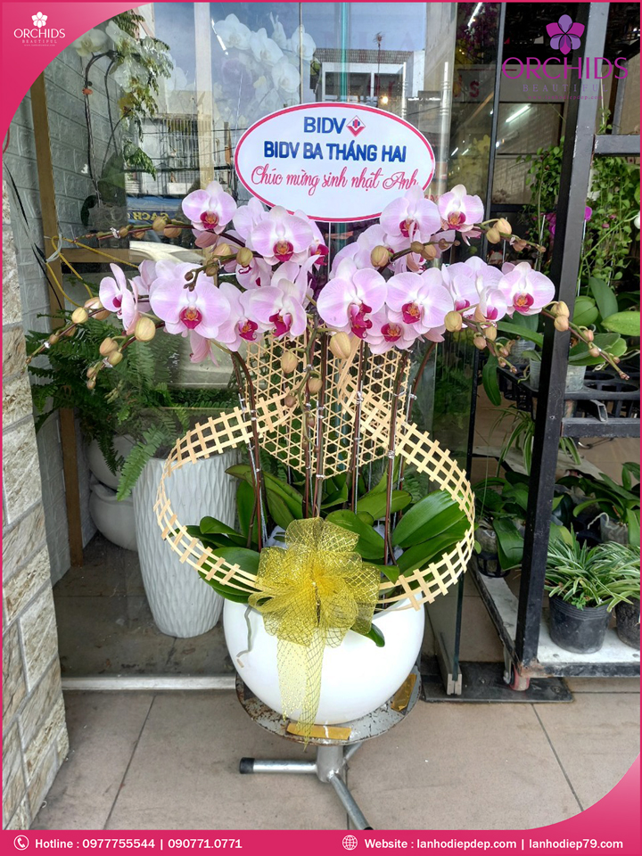 Chậu hoa lan hồ điệp hồng 8 cành