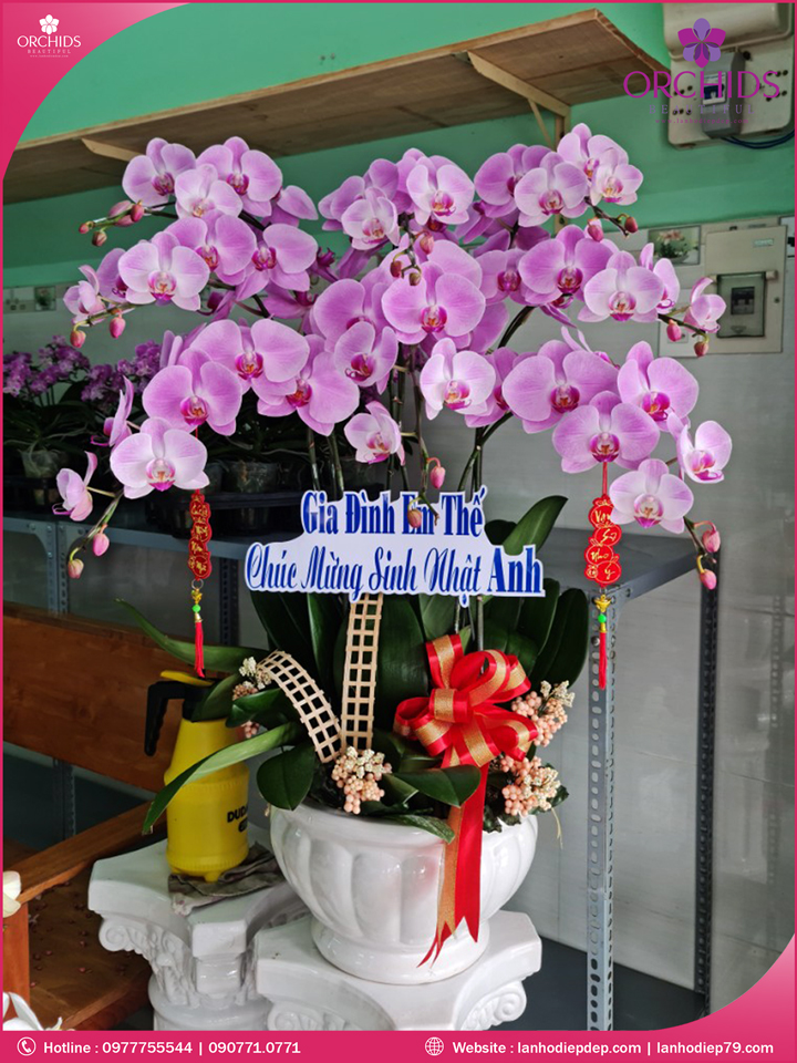 Chậu hoa lan hồ điệp hồng 8 cành