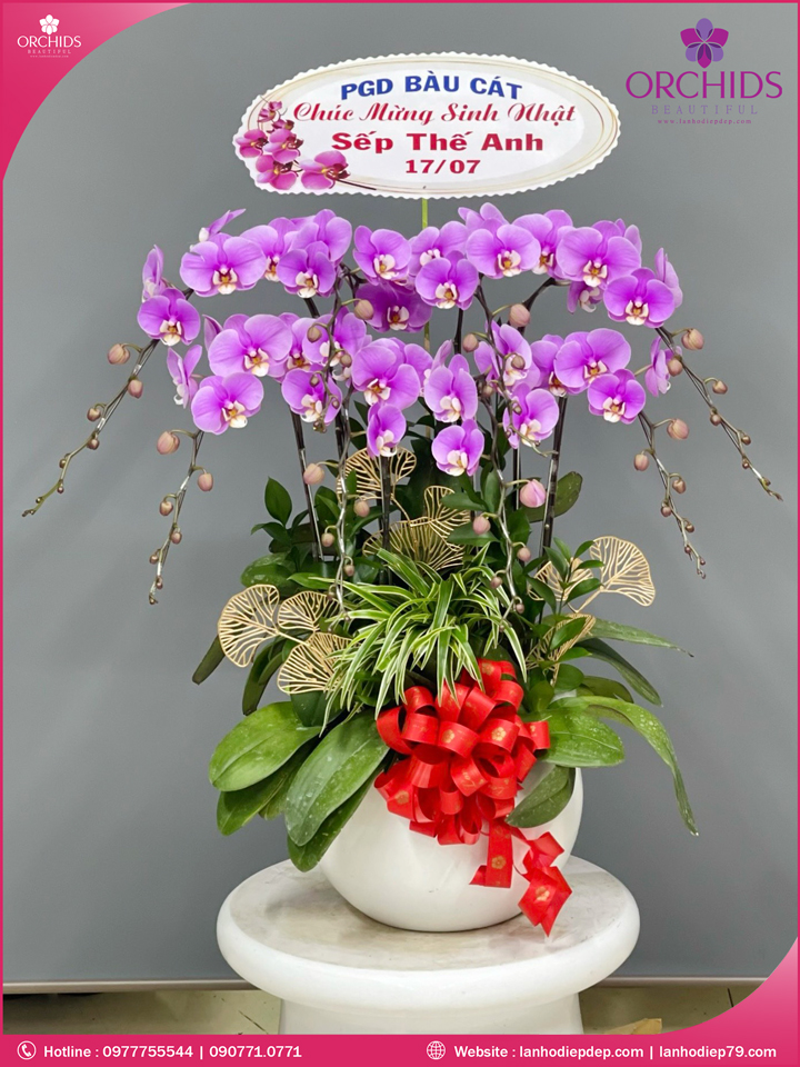 Chậu hoa lan hồ điệp hồng 8 cành