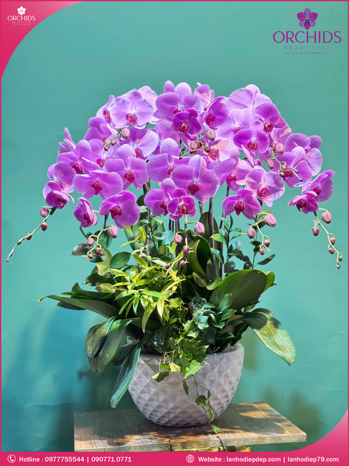 Chậu hoa lan hồ điệp hồng 8 cành