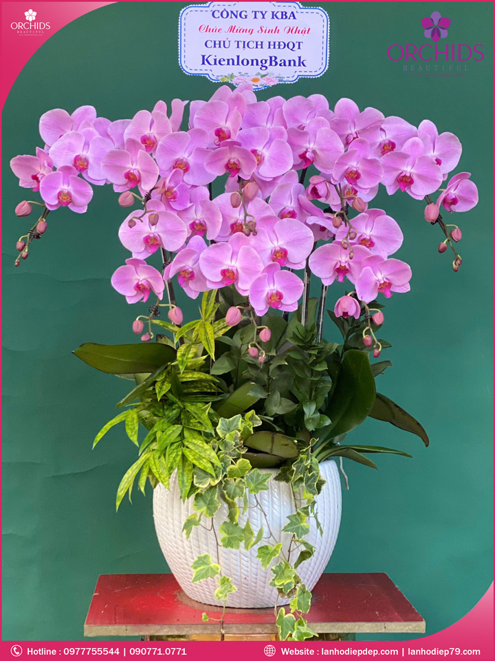 Chậu hoa lan hồ điệp hồng 8 cành
