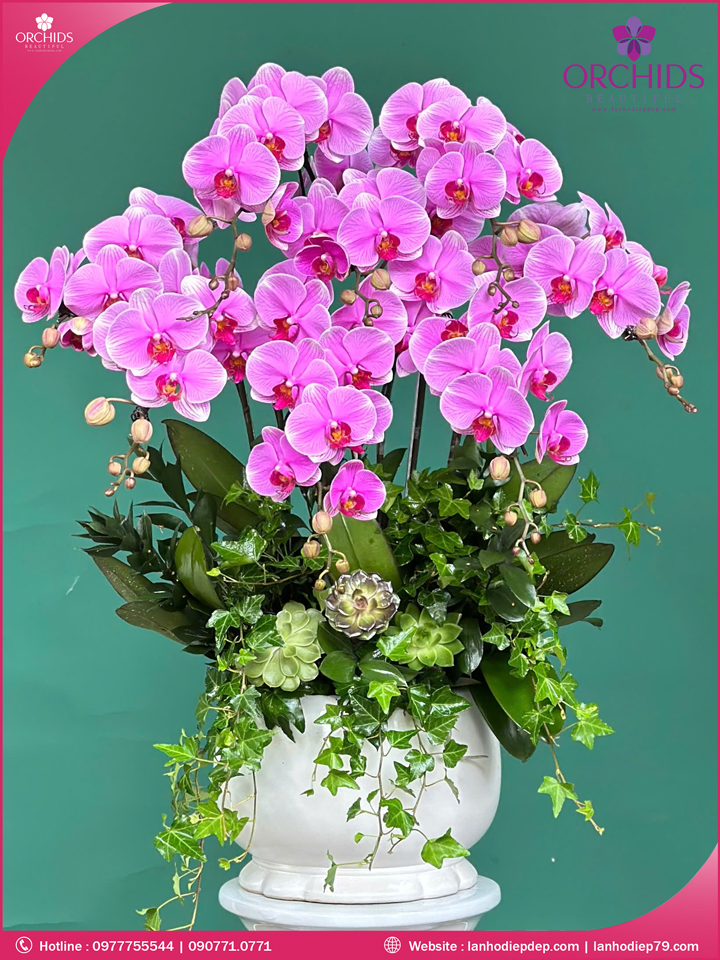 Chậu hoa lan hồ điệp hồng 8 cành