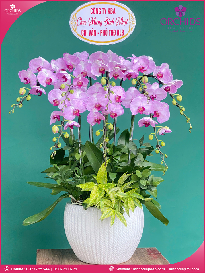 Chậu hoa lan hồ điệp hồng 8 cành