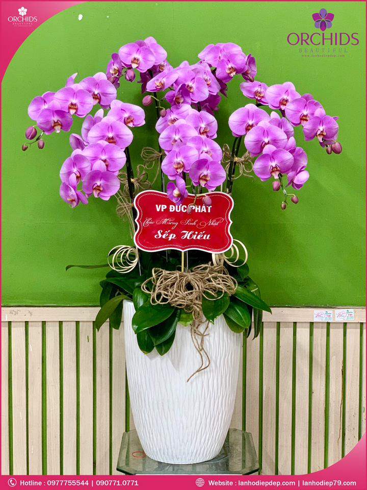 Chậu hoa lan hồ điệp hồng 8 cành