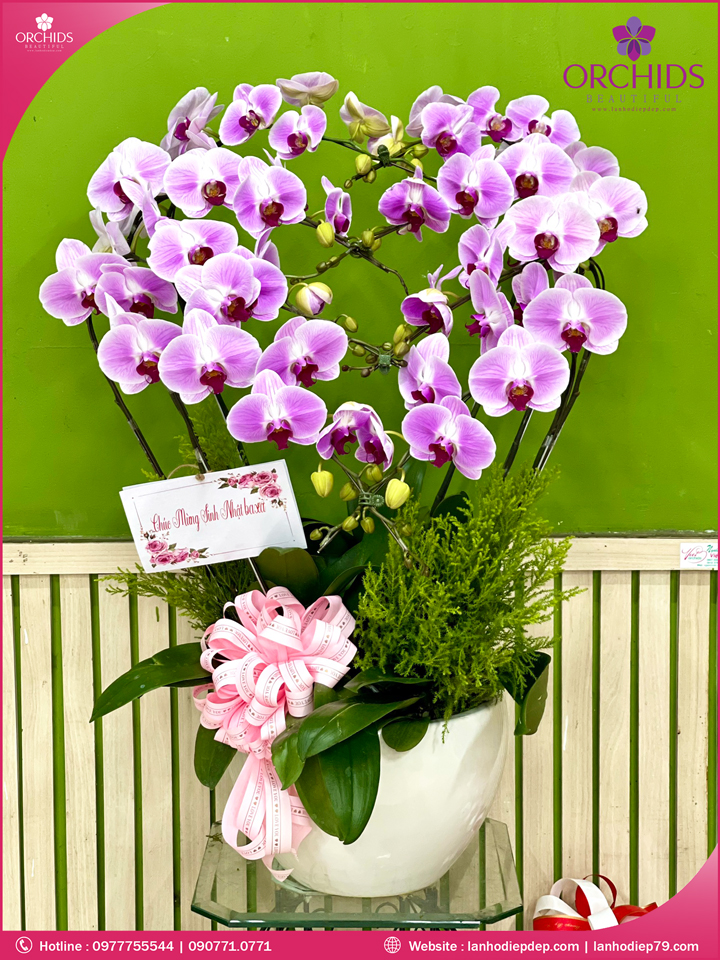 Chậu hoa lan hồ điệp hồng 8 cành