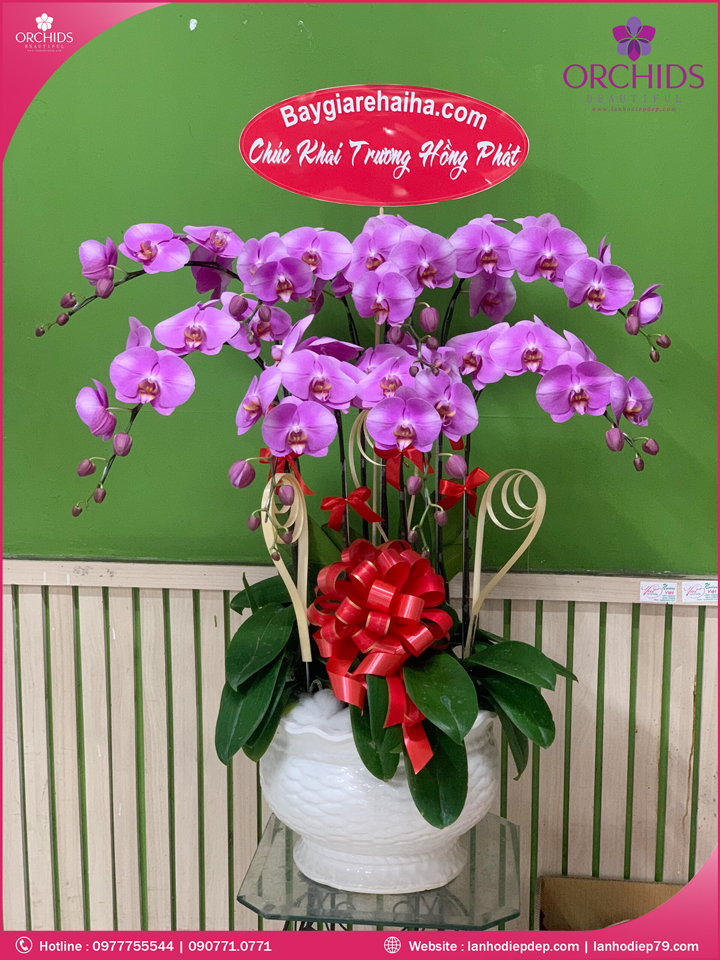 Chậu hoa lan hồ điệp hồng 8 cành