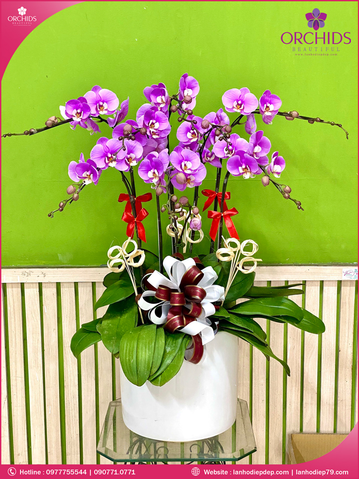 Chậu hoa lan hồ điệp hồng 8 cành