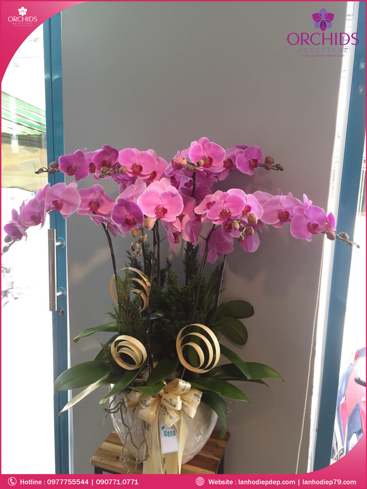 Chậu hoa lan hồ điệp hồng 8 cành