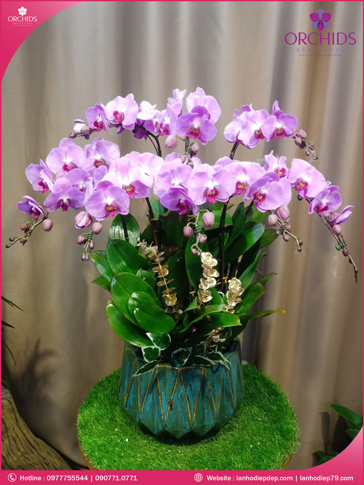 Chậu hoa lan hồ điệp hòng 8 cành