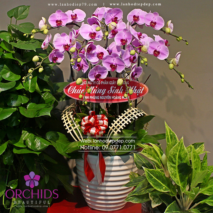 Chậu hoa lan hồ điệp hồng 9 cành