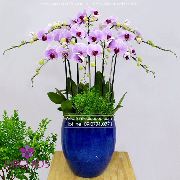 Chậu hoa lan hồ điệp tặng sinh nhật