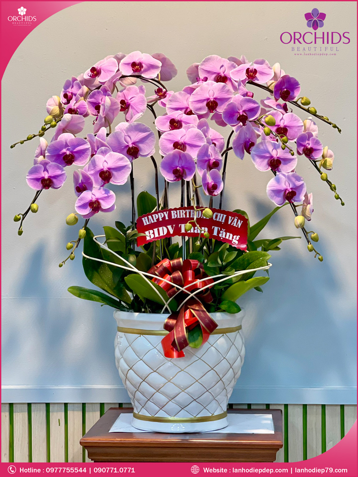 Chậu hoa lan hồ điệp hồng 9 cành