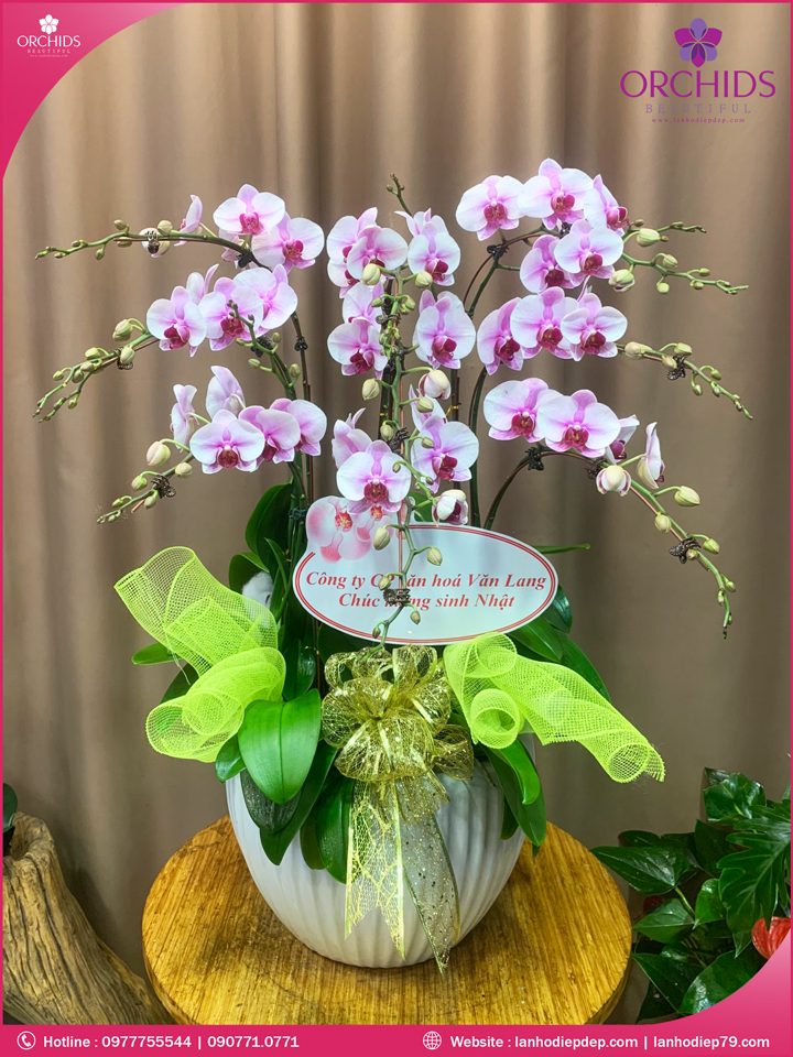 Chậu hoa lan hồ điệp hồng 9 cành