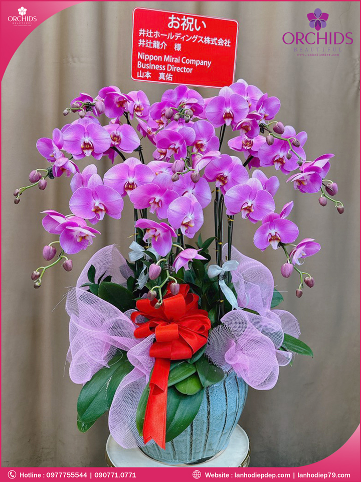 Chậu hoa lan hồ điệp hồng 9 cành